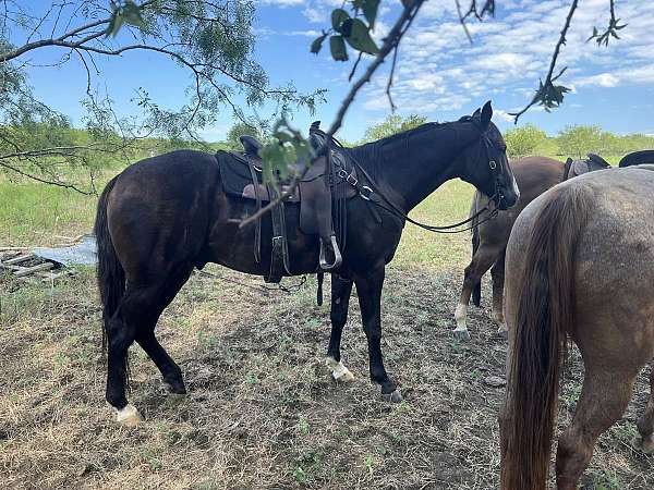 ridden-western-quarter-horse