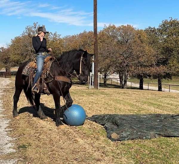 trail-quarter-horse