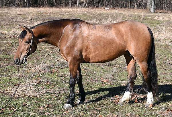 family-horse-quarter