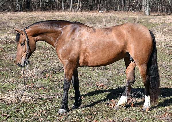 ranch-work-quarter-horse