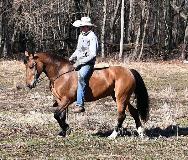 draft-quarter-horse