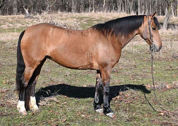 trail-quarter-horse