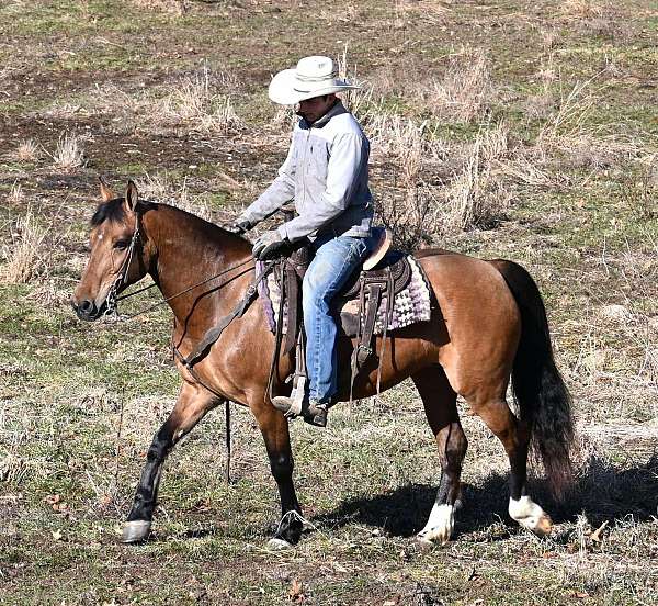 all-around-quarter-horse