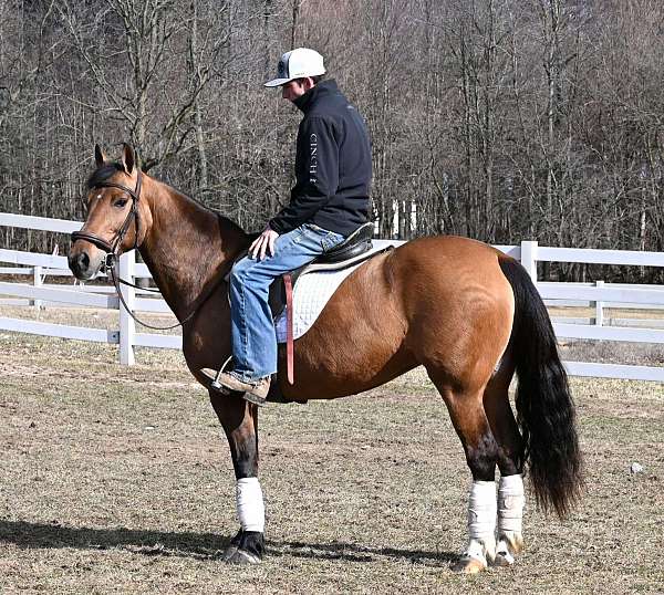 athletic-quarter-horse