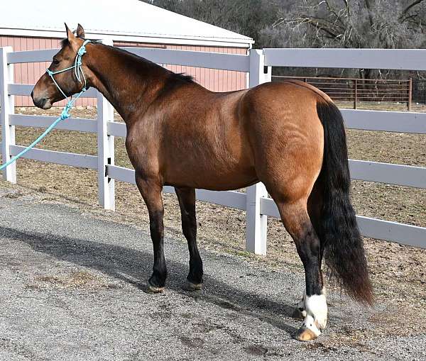 auction-quarter-horse