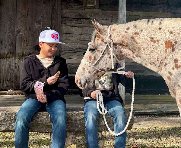 beginner-safe-quarter-horse