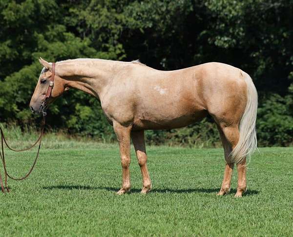 palomino-quarter-horse