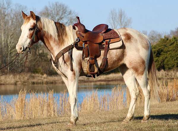 palomino-star-horse