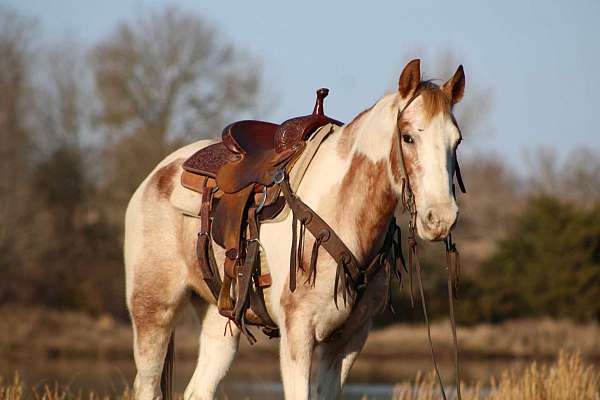 ranch-work-quarter-horse