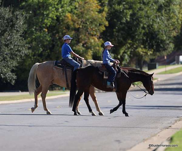 beginner-safe-quarter-horse