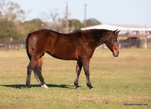 ranch-work-quarter-horse