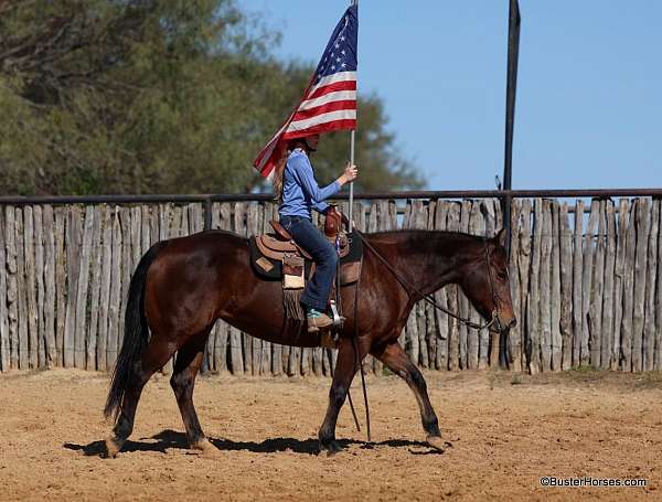 athletic-quarter-horse