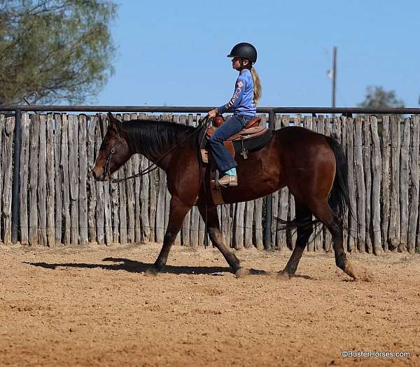 trail-quarter-horse