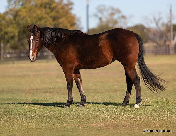 husband-safe-quarter-horse