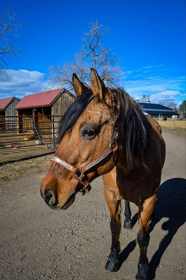 ranch-work-quarter-horse