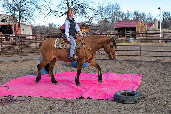 trail-quarter-horse