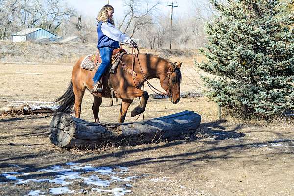 beginner-quarter-horse