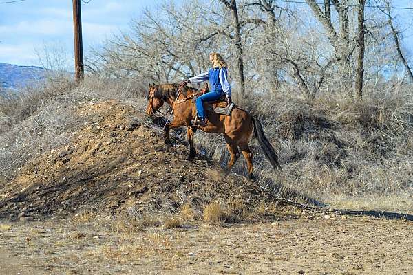 experienced-quarter-horse