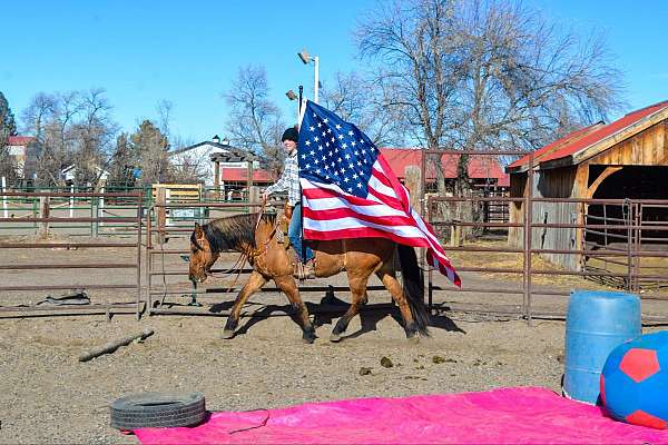 flashy-quarter-horse