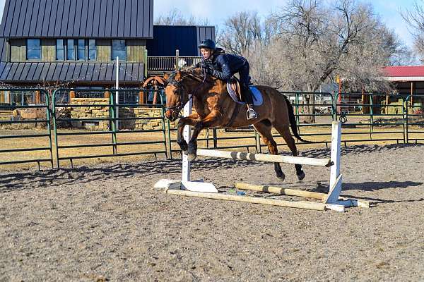 aqha-mare-gelding