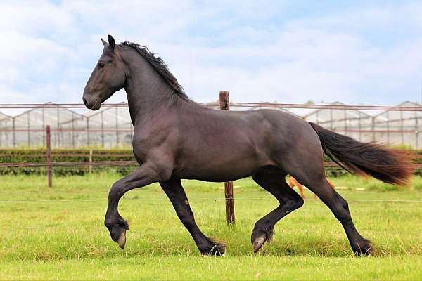 all-around-friesian-horse