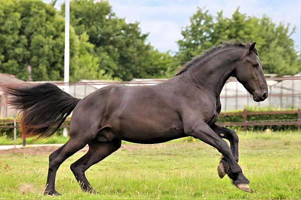 breeding-friesian-horse