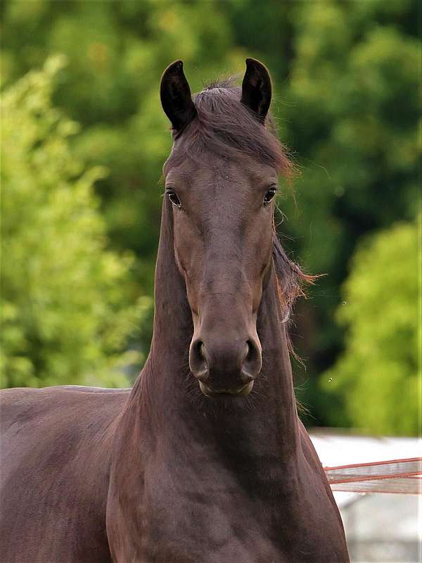 dressage-friesian-horse