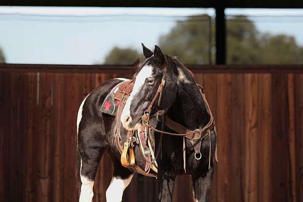 beginner-safe-quarter-horse