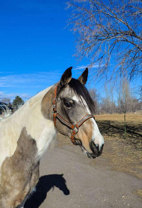 beginner-safe-quarter-horse