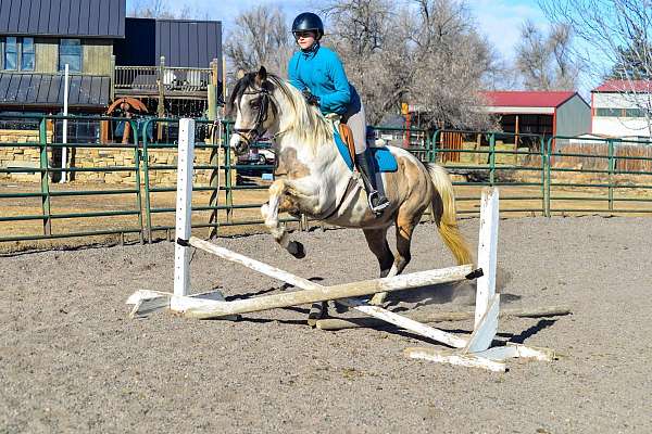 athletic-quarter-horse