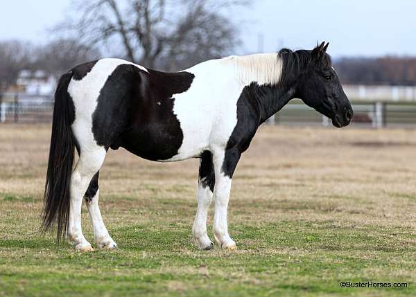 black-tobiano-4-stockings-horse