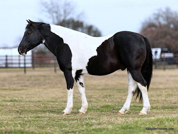 quarter-horse