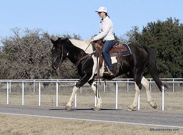 beginner-safe-quarter-horse