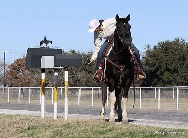 family-horse-quarter