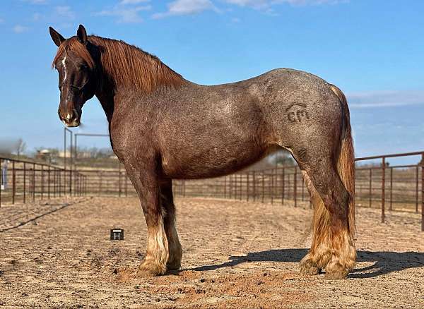 quarter-horse