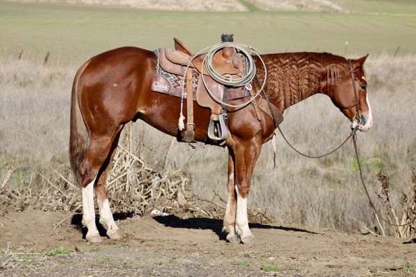 chestnut-blaze-3-stockings-horse