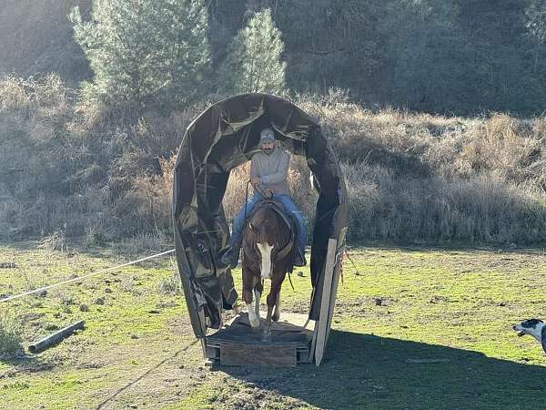 all-around-quarter-horse