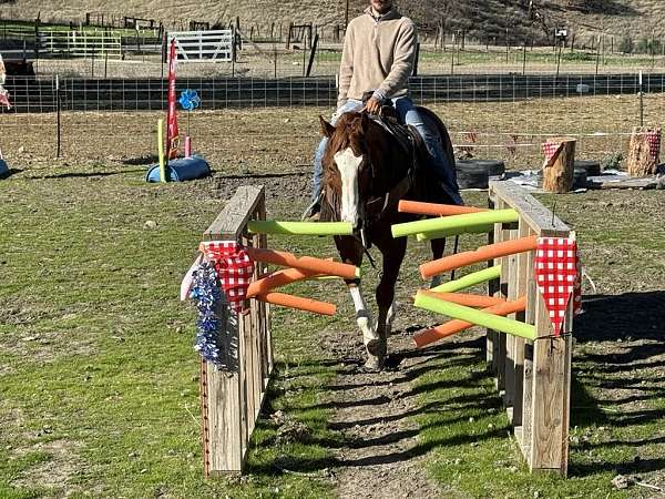 family-horse-quarter