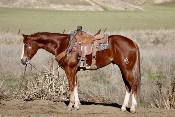 ranch-work-quarter-horse