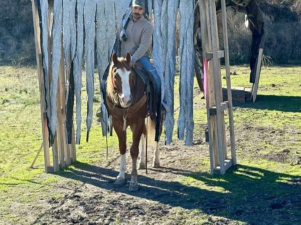 trail-quarter-horse