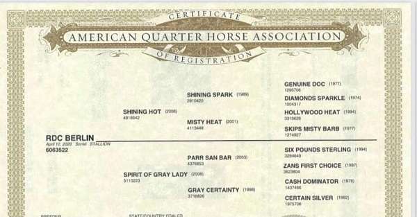 beginner-quarter-horse