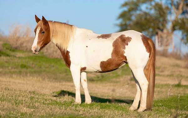 chestnut-blaze-3-stockings-horse