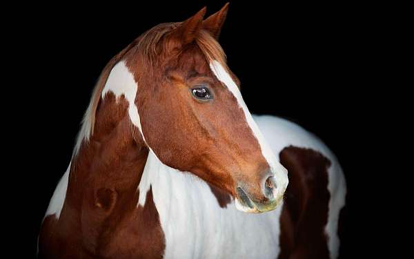 ranch-work-quarter-horse