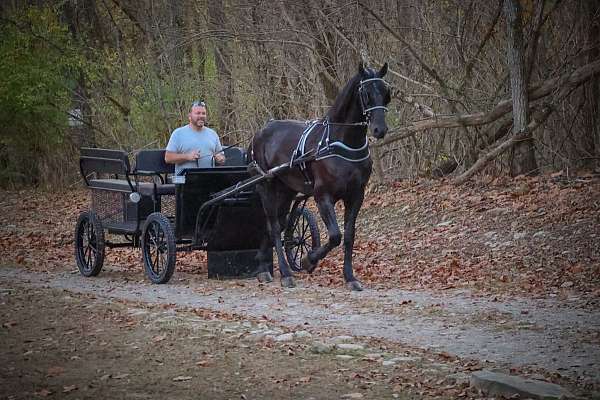 family-horse-quarter