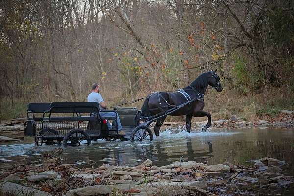 sorrel-white-paint-quarter-horse