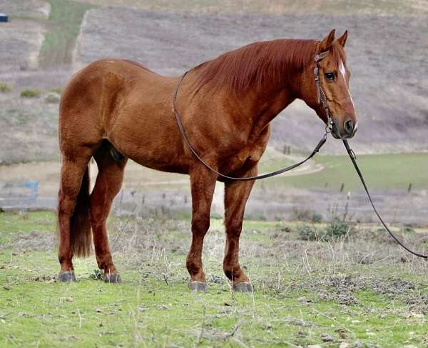 quarter-horse