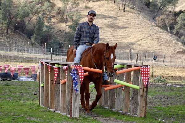 all-around-quarter-horse