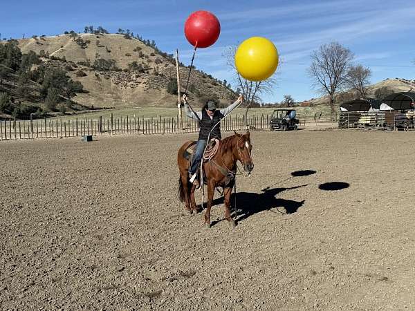 beginner-safe-quarter-horse