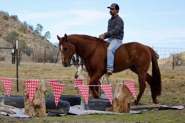 family-horse-quarter