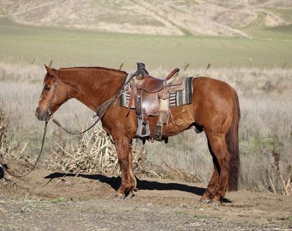 ranch-work-quarter-horse